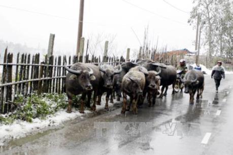 Rét đậm, rét hại bao phủ các vùng cao Lào Cai