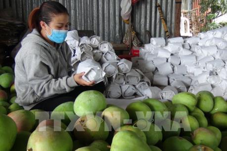 Nhà vườn làm đặc sản “Xoài Cam Lâm” thất thu vụ Tết