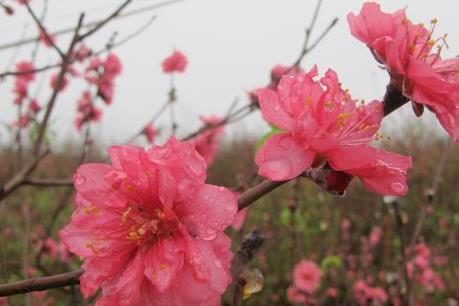 Hướng dẫn cách chọn đào Tết