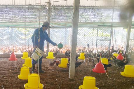 Phát triển xu hướng chăn nuôi hữu cơ