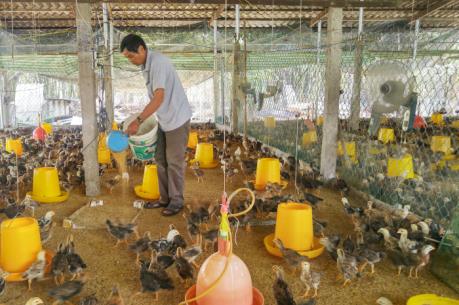 Cung ứng khoảng 1.000 con gà ta Gò Công tiêu chuẩn VietGap phục vụ Tết