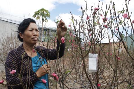 Mang Tết Bắc đến với Tây Nguyên