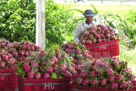 Australia đồng ý về nguyên tắc việc nhập khẩu thanh long tươi từ Việt Nam