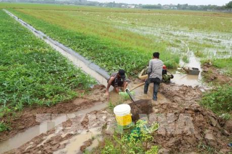 Mưa trái mùa, nông dân Bà Rịa-Vũng Tàu thiệt hại nặng nề