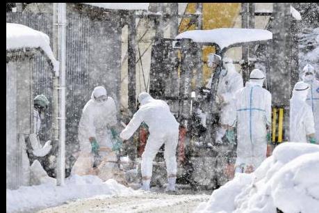 Nhật Bản tiếp tục tiêu hủy hàng chục nghìn gia cầm