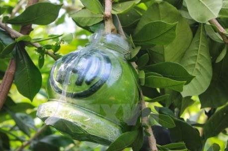 Trái cây tạo hình nổi, chữ nổi đắt khách dịp Tết