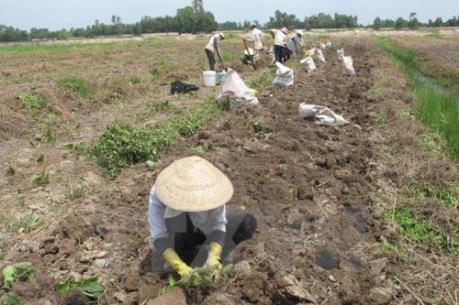 Khoai mỡ đầu vụ giá tăng cao