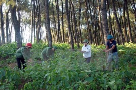 Bình Phước sẽ cấp sổ đỏ cho đất được tách ra khỏi đất lâm phần