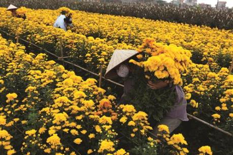 Nguyên nhân hàng nghìn chậu hoa Tết tại Phú Yên phải nhổ bỏ