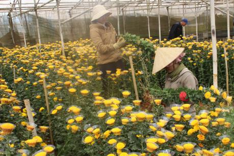 Giá hoa cúc Đà Lạt tăng vọt