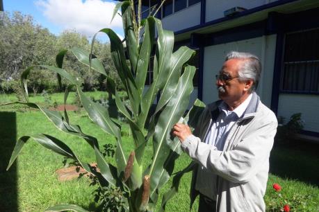 Mexico lai tạo thành công 10 giống ngô chịu hạn