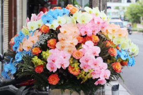 Lan hồ điệp nhuộm màu giá vài chục triệu đắt khách dịp Tết