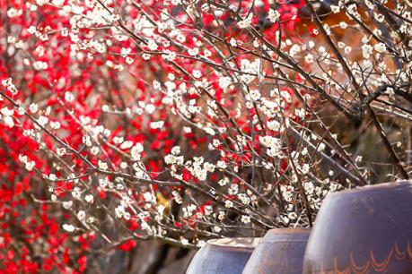 Những lễ hội hoa đầu năm tuyệt vời