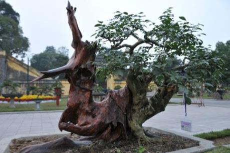 Cây cảnh “độc”, “lạ” xuống phố đón Tết