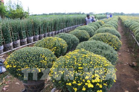 Cúc mâm xôi hiếm hàng, giá cao