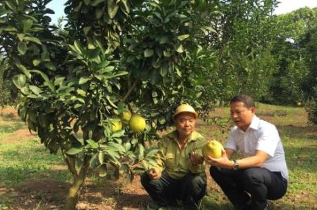 Vươn mình từ dòng vốn tín dụng