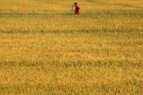 Thái Lan sẽ xây dựng 1.000 trang trại lúa quy mô lớn