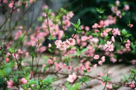 Những cây cảnh rước tài lộc vào nhà ngày Tết