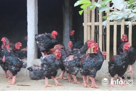 Đặc sản vùng miền và các mặt hàng độc lạ hút khách dịp Tết