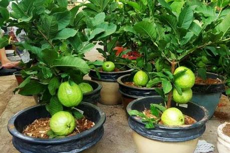 Người Sài Gòn đổ xô mua ổi kiểng chưng Tết