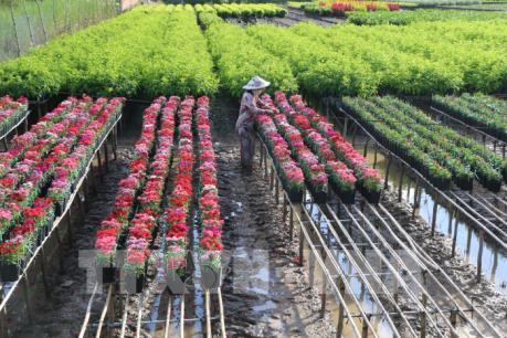 Đồng Tháp đưa giá trị sản xuất ngành hàng hoa, kiểng đạt 7.000 tỷ đồng