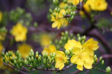 Dự báo thời tiết Thành phố Hồ Chí Minh Tết Kỷ Hợi 2019