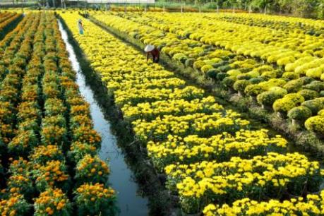 6 địa điểm ngắm hoa Tết đẹp nhất miền Tây