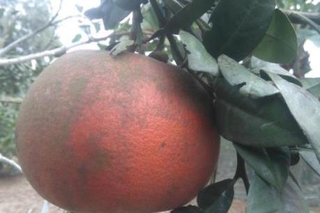 Gần nửa triệu mỗi quả, bưởi "tiến vua" vẫn cháy hàng! 