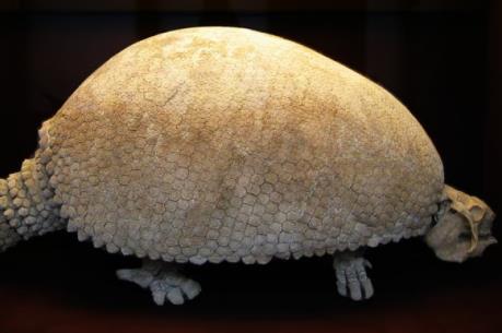 Phát hiện hóa thạch tê tê 3,5 triệu năm tại Argentina