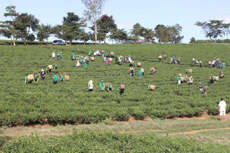 Hỗ trợ đào tạo nghề nông nghiệp cho 1,4 triệu lao động giai đoạn 2016-2020