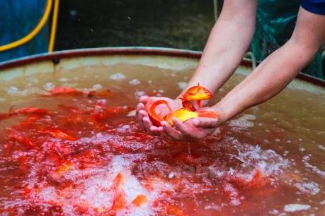 Thị trường Tết ông Công, ông Táo sôi động, giá cả không biến động nhiều