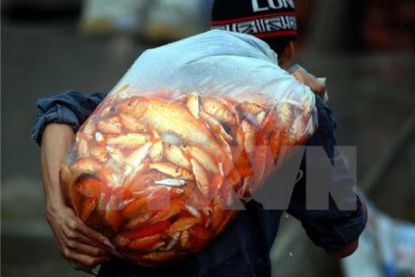 Náo nhiệt chợ ngày ông Công, ông Táo: Cá chép đỏ "lên ngôi"