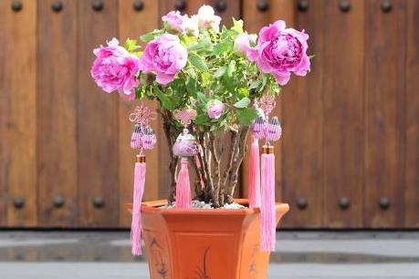 Lần đầu tiên xuất hiện mẫu đơn chưng Tết giá chục triệu đồng