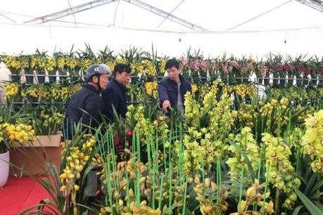 Bí quyết trồng lan thu hơn 200 triệu đồng/tháng