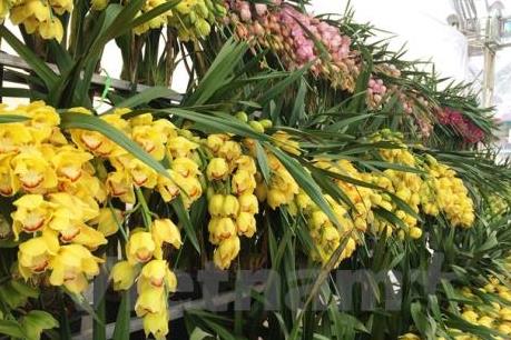 Thị trường hoa lan chơi Tết: Giá tăng cao nhưng vẫn đắt khách