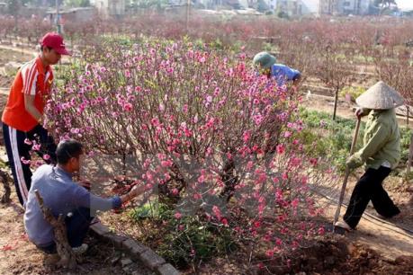 Trời trở lạnh, giá đào tăng từng ngày