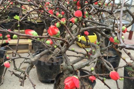 Mai đỏ: Loại hoa mới cho người dân "chơi" Tết