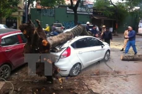 Cây cổ thụ gãy đổ đè bẹp rúm ôtô trên phố Lý Thường Kiệt 