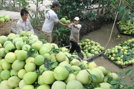 Bưởi da xanh hiếm hàng, giá tăng cao