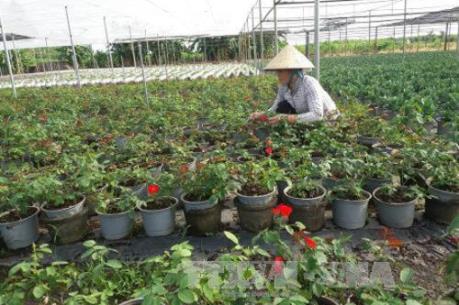 Hoa cười, người cũng cười