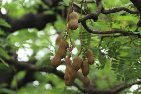 Sửng sốt cây me trăm tuổi giá 3,5 tỷ đồng