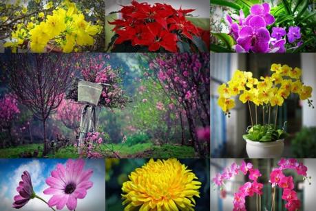 Ý nghĩa các loại hoa cảnh trưng Tết