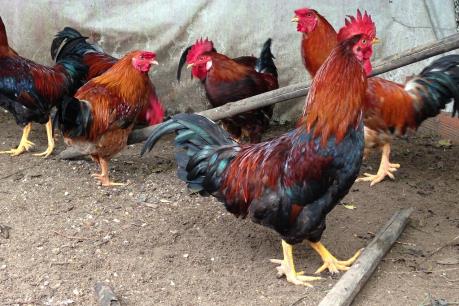 Săn gà chín cựa giữa đại ngàn