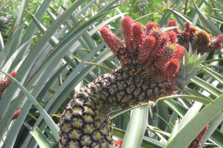 Cây cảnh “độc” Đồng Tháp Mười