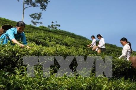 Hiệu quả bền vững từ phát triển nông nghiệp theo hướng hữu cơ