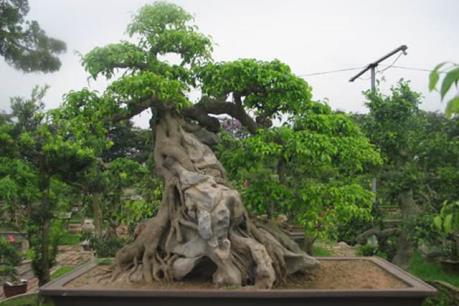 Nghệ nhân bonsai ở đất Tây Đô