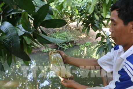 Xoài khắc chữ hút hàng ngày Tết