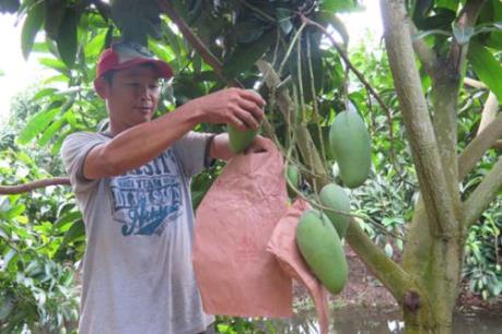 Xoài được bao trái có giá bán cao hơn xoài thường