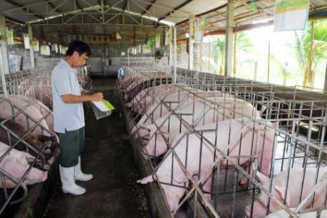 CP Việt Nam bắt tay nông dân chăn nuôi heo theo chuỗi khép kín  VnExpress  Kinh doanh