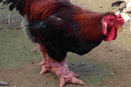 Sốt thị trường gà quý, hiếm cầu lộc đầu xuân